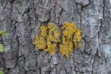 Xanthoria parietina