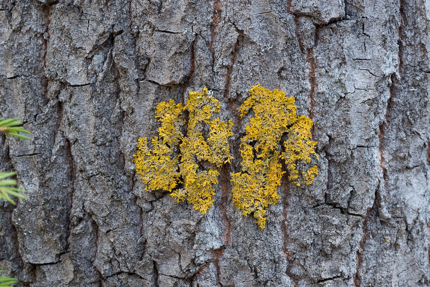Image of Xanthoria parietina specimen.
