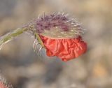 Papaver rhoeas