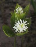 Chloranthus quadrifolius