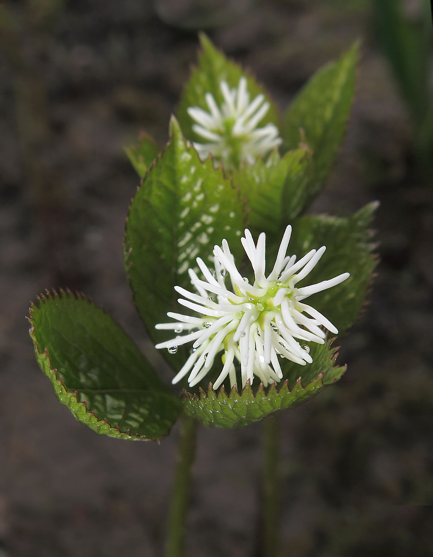 Image of Chloranthus quadrifolius specimen.