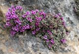 Saxifraga columnaris