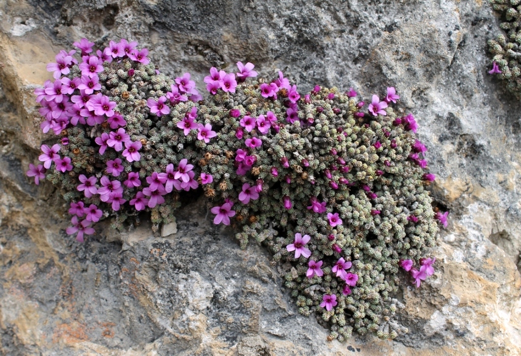 Image of Saxifraga columnaris specimen.