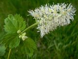 Actaea spicata