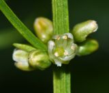 Asparagus schoberioides. Цветок и бутоны. Приморский край, о. Русский, опушка широколиственного леса. 12.06.2017.