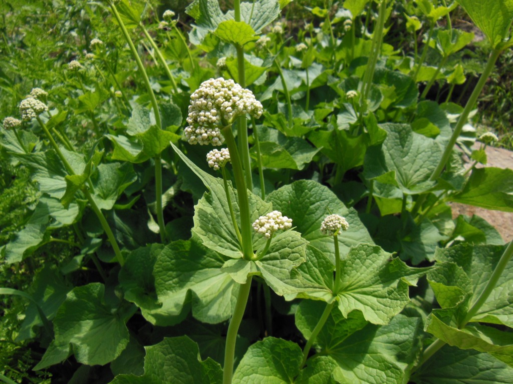 Изображение особи Valeriana alliariifolia.