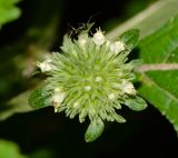 Hyptis capitata