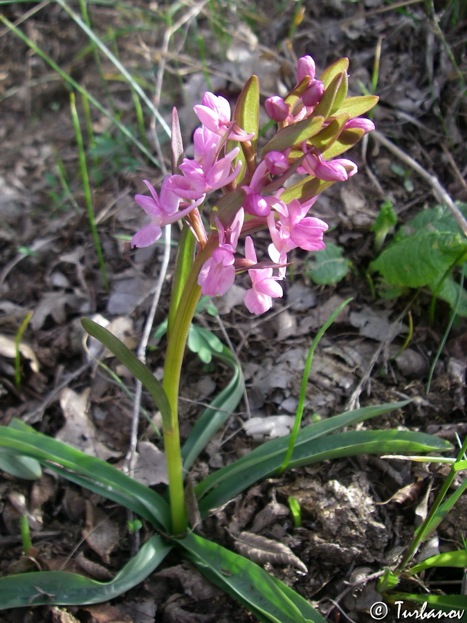 Изображение особи Dactylorhiza romana.