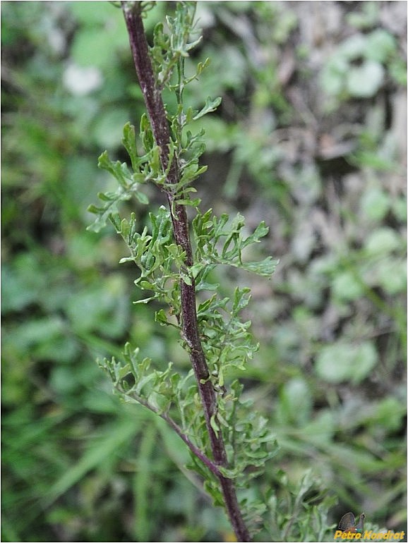 Изображение особи Senecio jacobaea.