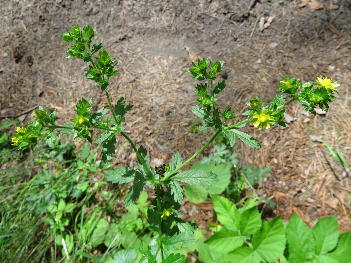 Изображение особи Potentilla norvegica.