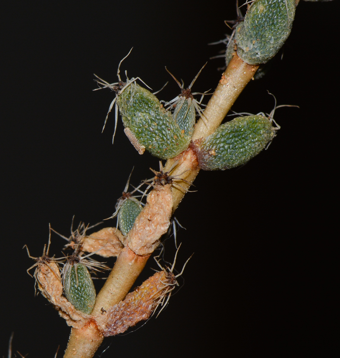 Image of genus Trichodiadema specimen.