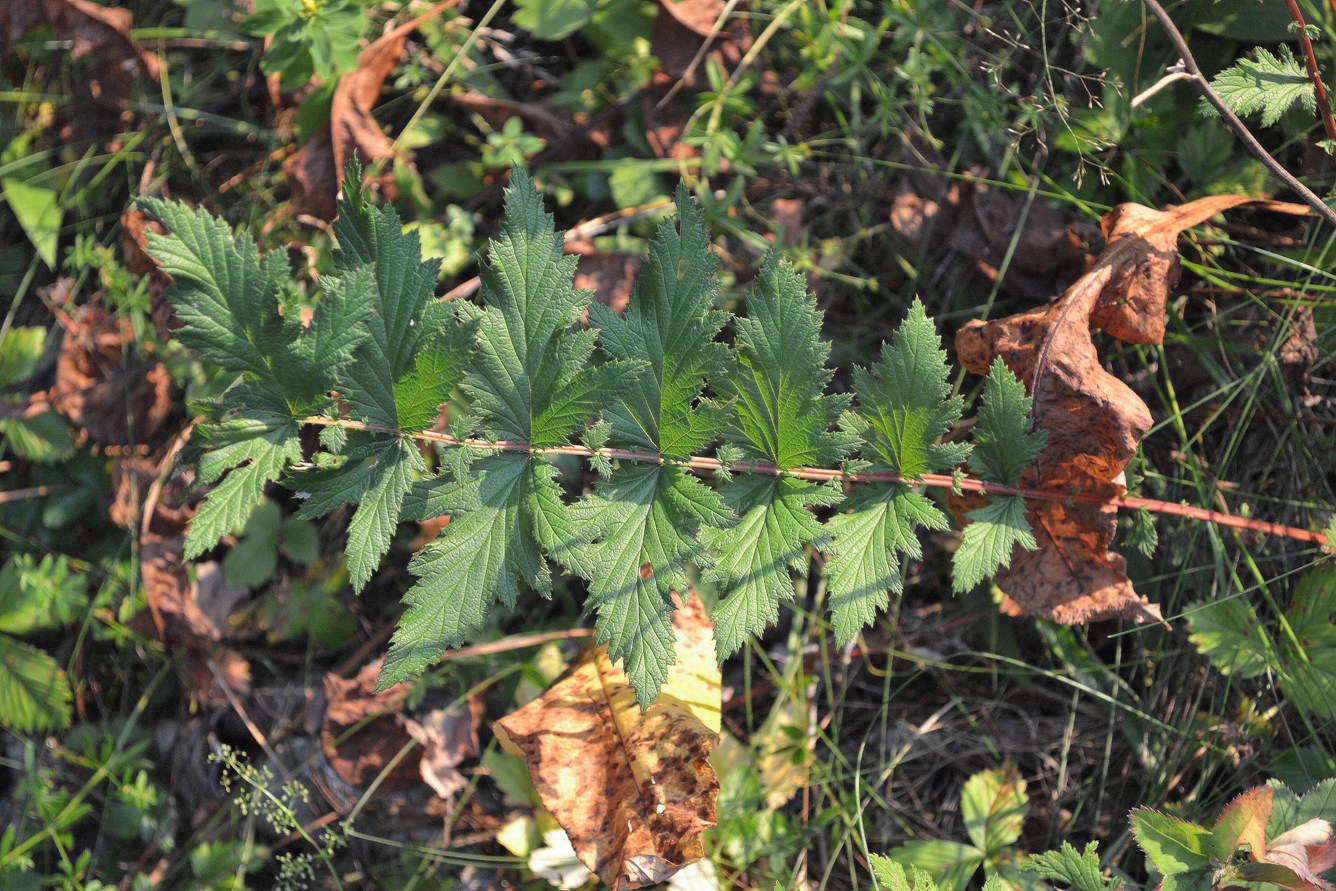 Image of Filipendula stepposa specimen.