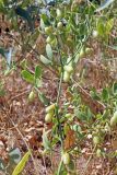 Zygophyllum oxianum. Часть побега с незрелыми плодами. Узбекистан, г. Ташкент; остатки исторического памятника \"Актепа Чиланзарский\", оплывший лёссовый холм. 12.08.2017.