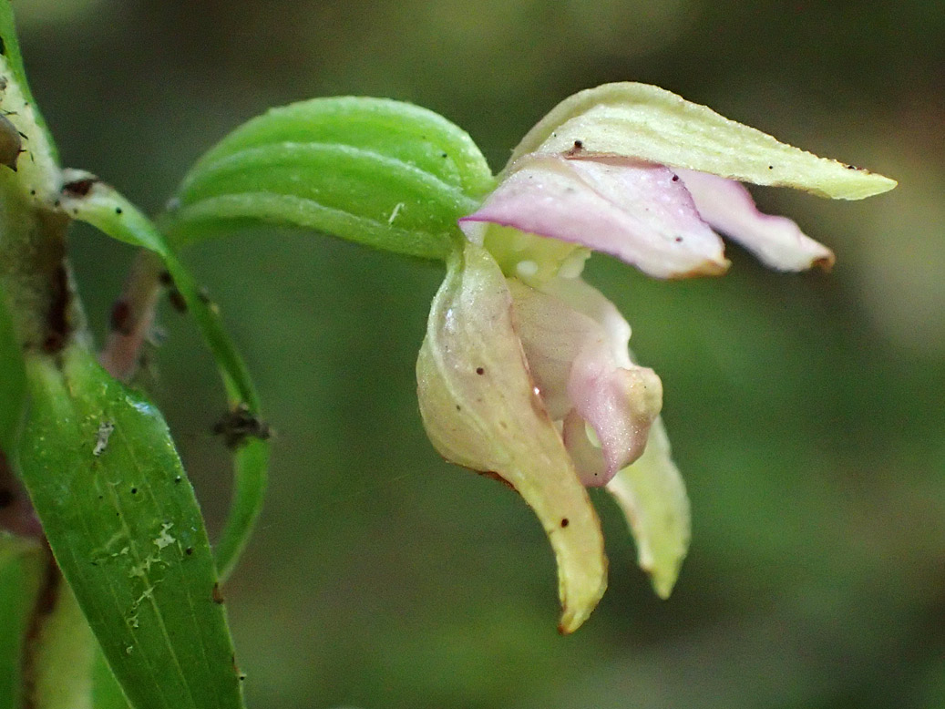 Изображение особи Epipactis helleborine.