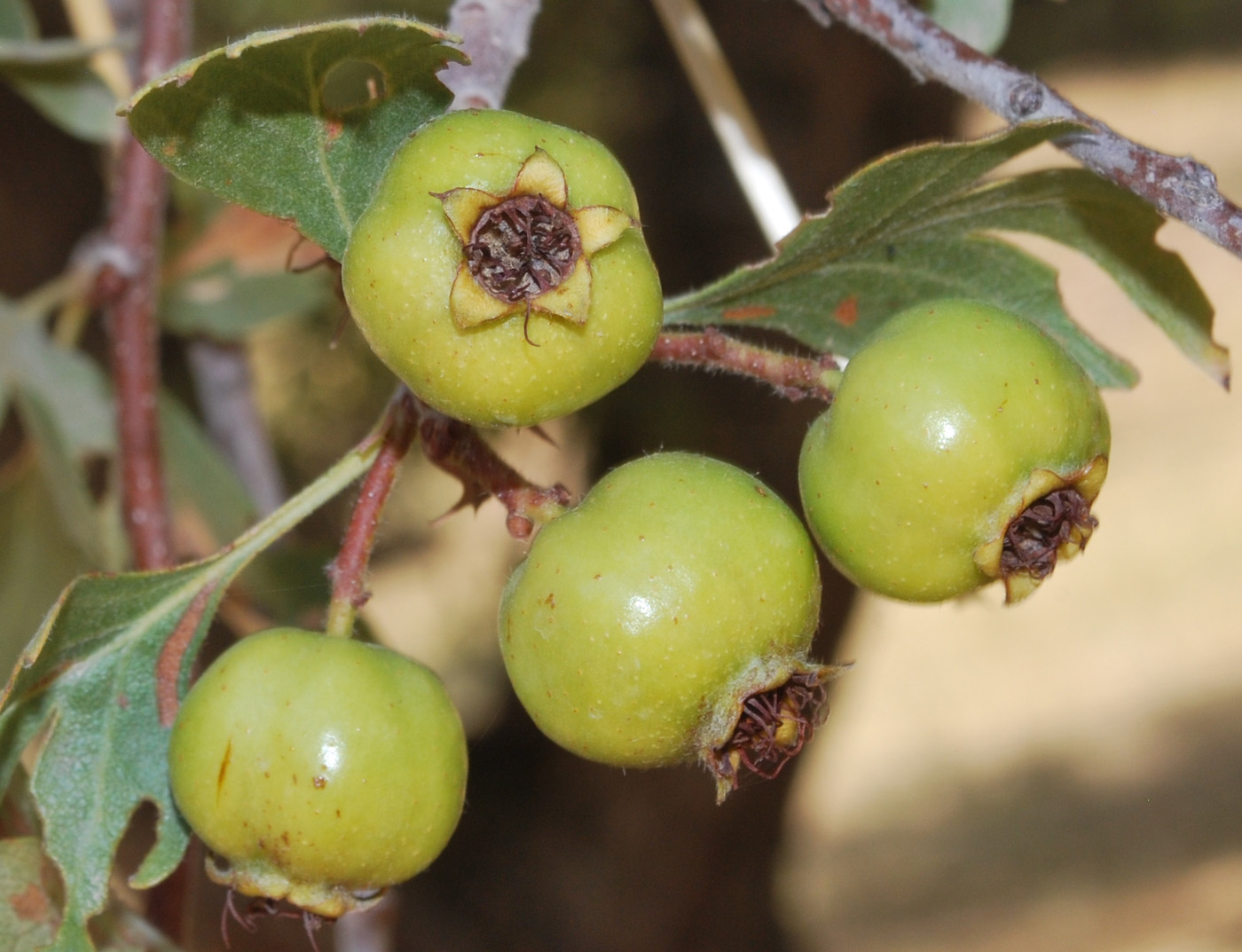 Image of Crataegus pontica specimen.