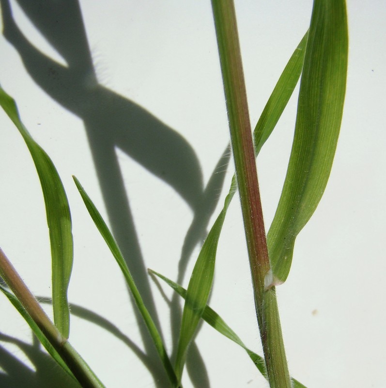 Image of Anisantha tectorum specimen.