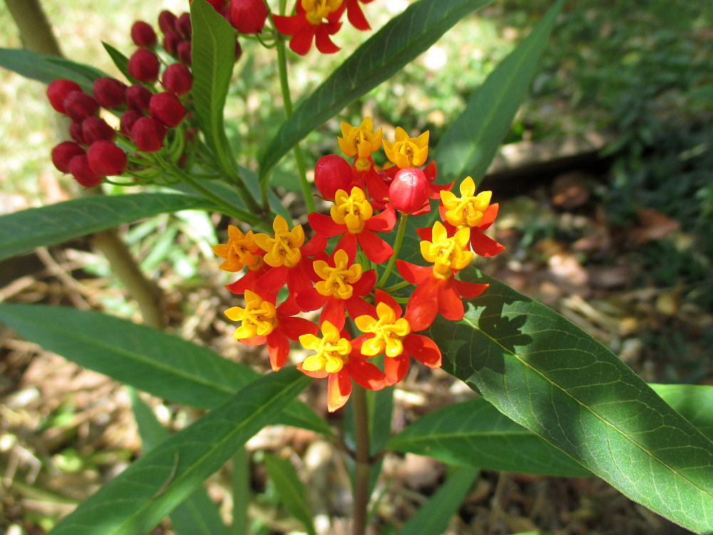 Image of Asclepias curassavica specimen.