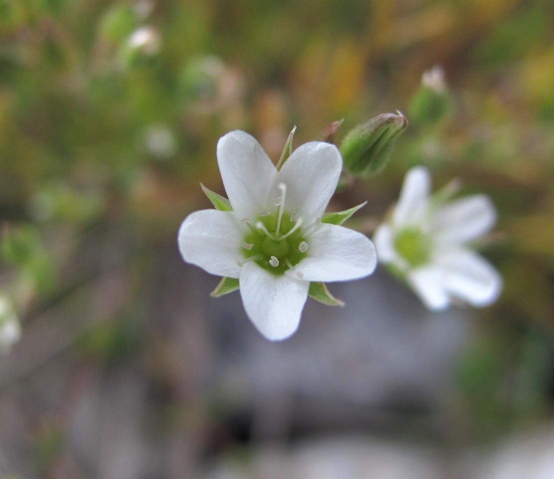 Image of Minuartia oreina specimen.