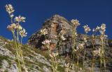 Gypsophila tenuifolia