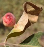 Pistacia vera. Лист с галлом. Узбекистан, Ташкентская обл., зап. отр. Чаткальского хр., левый берег р. Галвасай. 25.09.2017.