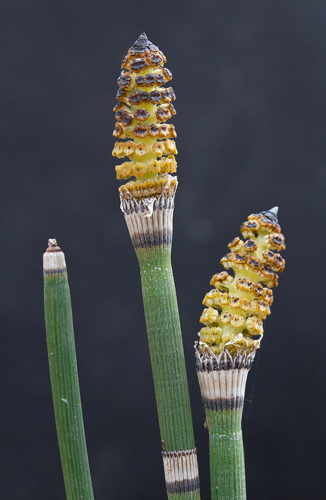 Изображение особи Equisetum hyemale.