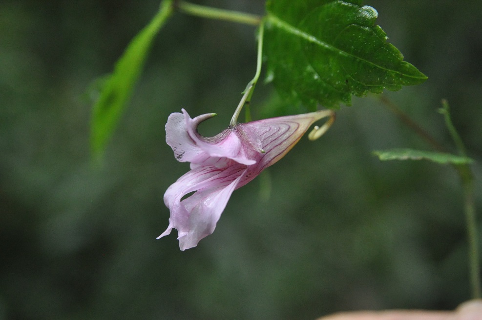 Изображение особи род Impatiens.