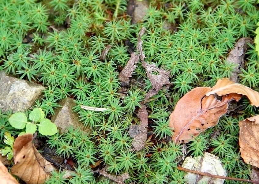 Изображение особи семейство Polytrichaceae.