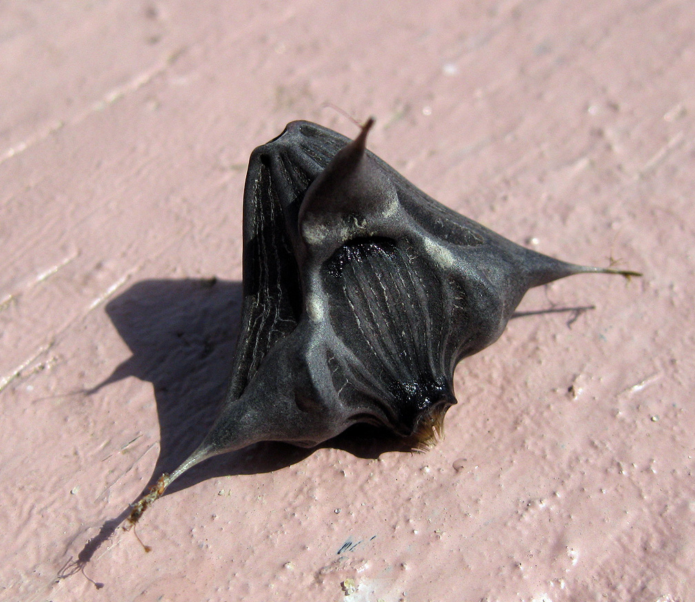 Image of genus Trapa specimen.