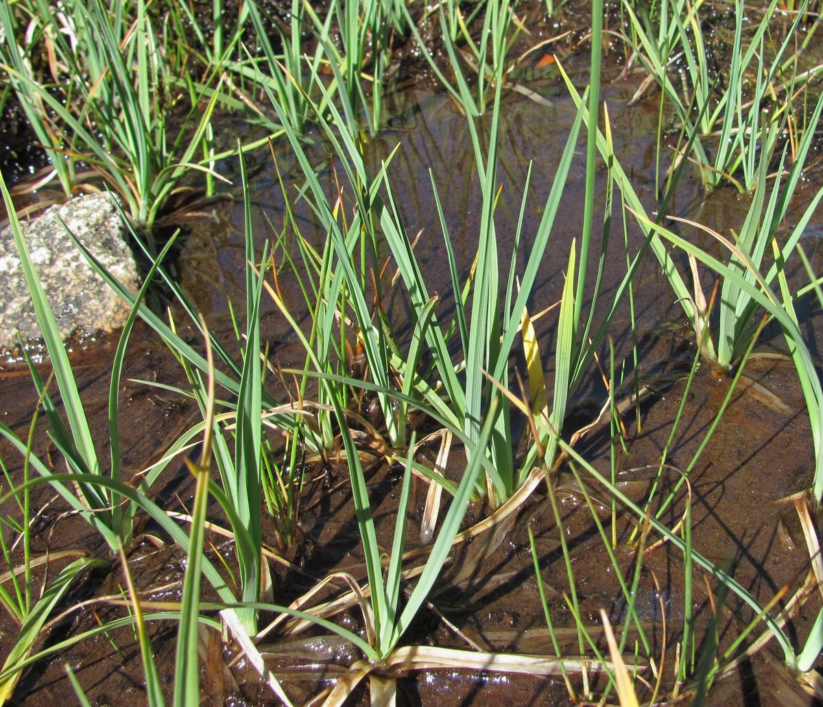 Image of Carex panicea specimen.