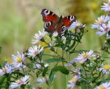 Symphyotrichum novi-belgii