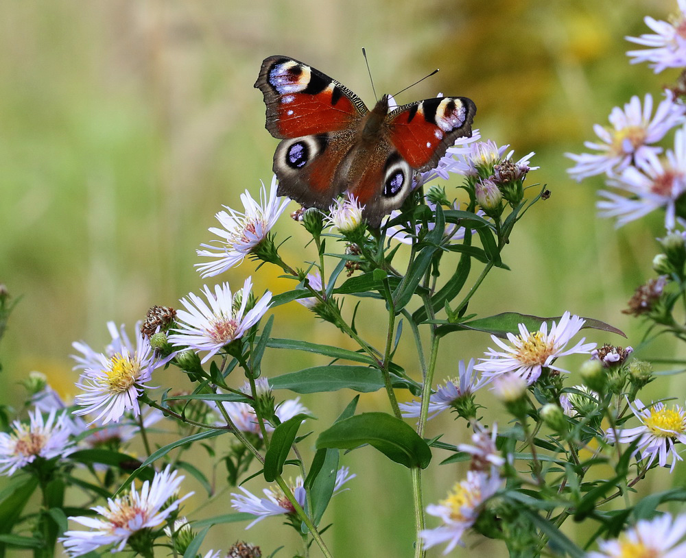 Image of Symphyotrichum novi-belgii specimen.