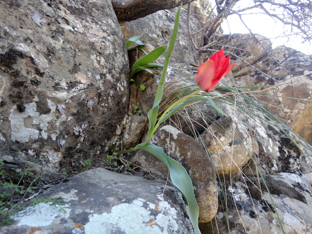 Image of genus Tulipa specimen.