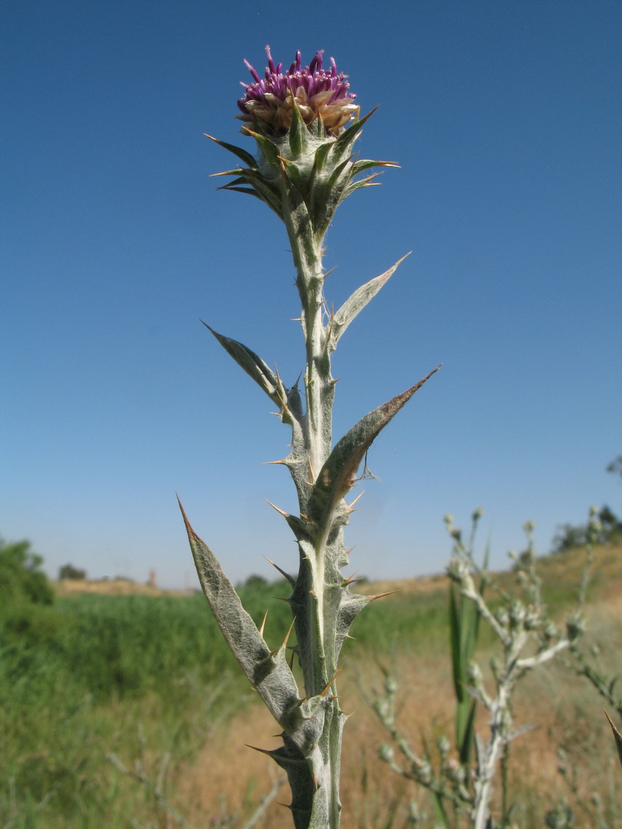 Изображение особи Cousinia platylepis.