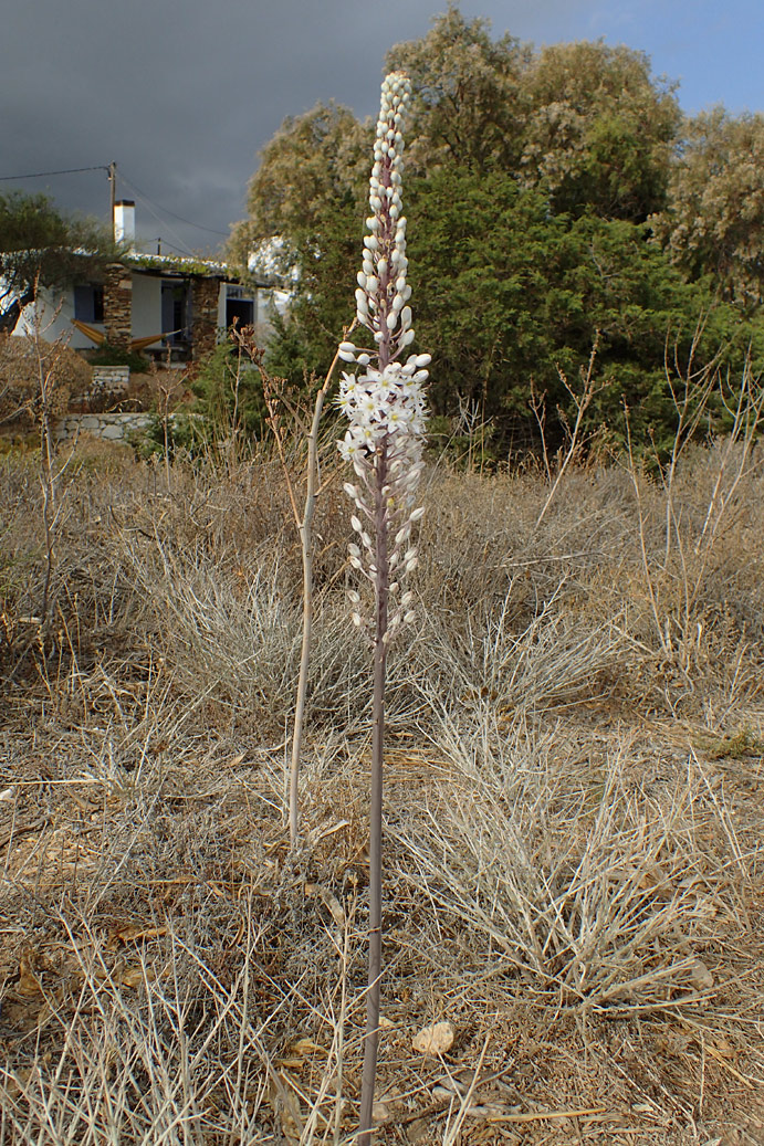 Image of Drimia numidica specimen.