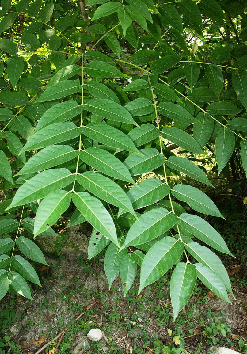 Изображение особи Ailanthus altissima.