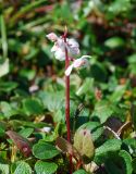 Pyrola grandiflora. Цветущее растение среди Salix. Чукотка, побережье бухты Провидения. 05.08.2009.