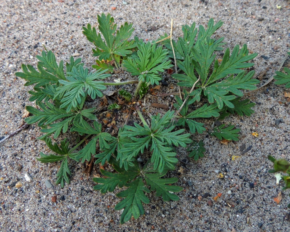 Image of genus Potentilla specimen.