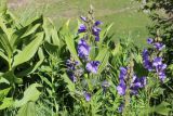 Polemonium caucasicum