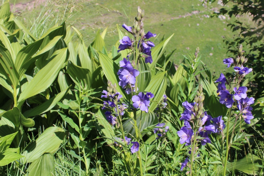 Image of Polemonium caucasicum specimen.