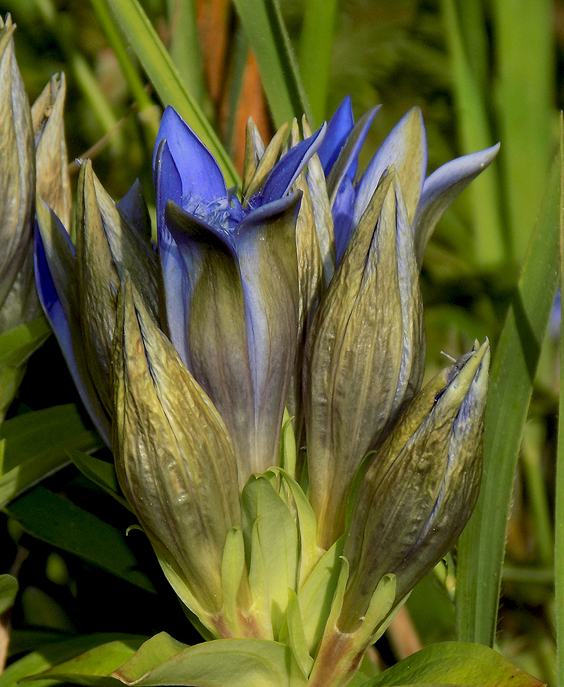 Image of Gentiana septemfida specimen.