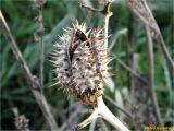 Datura stramonium. Вскрывшийся плод-коробочка. Украина, г. Николаев, Заводской р-н, Намыв, берег р. Южный Буг. 01.02.2018.