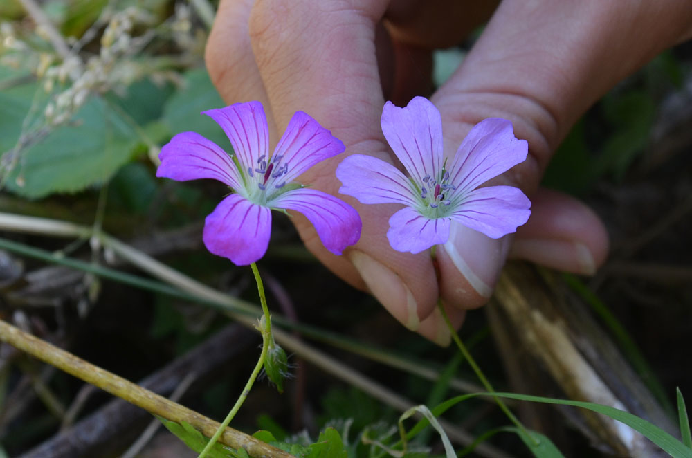 Изображение особи Geranium rectum.