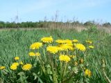 Taraxacum brassicifolium