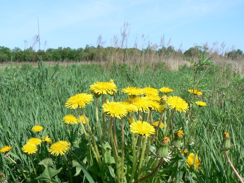 Image of Taraxacum brassicifolium specimen.