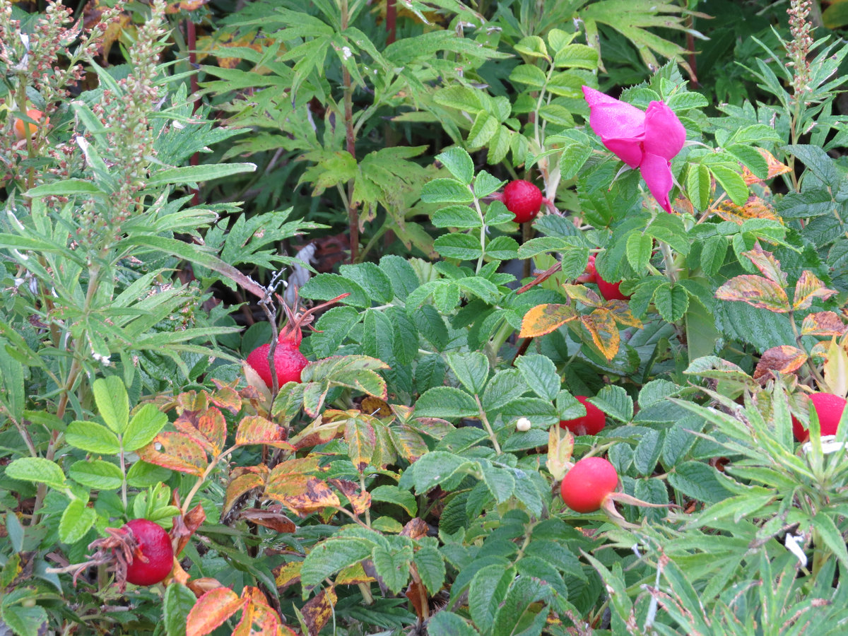 Image of Rosa rugosa specimen.