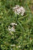 Asperula pubescens. Верхушка цветущего растения, растущего среди побегов Ononis spinosa subsp. diacantha. Греция, о-в Крит, ном Ханья (Νομός Χανίων), дим Платаньяс (Δήμος Πλατανιά), горный массив Лефка Ори (Λευκά Όρη), урочище Ксилоскало (Ξυλόσκαλο), ≈ 1200 м н.у.м., каменистый склон у автомобильной дороги. 28 июня 2017 г.