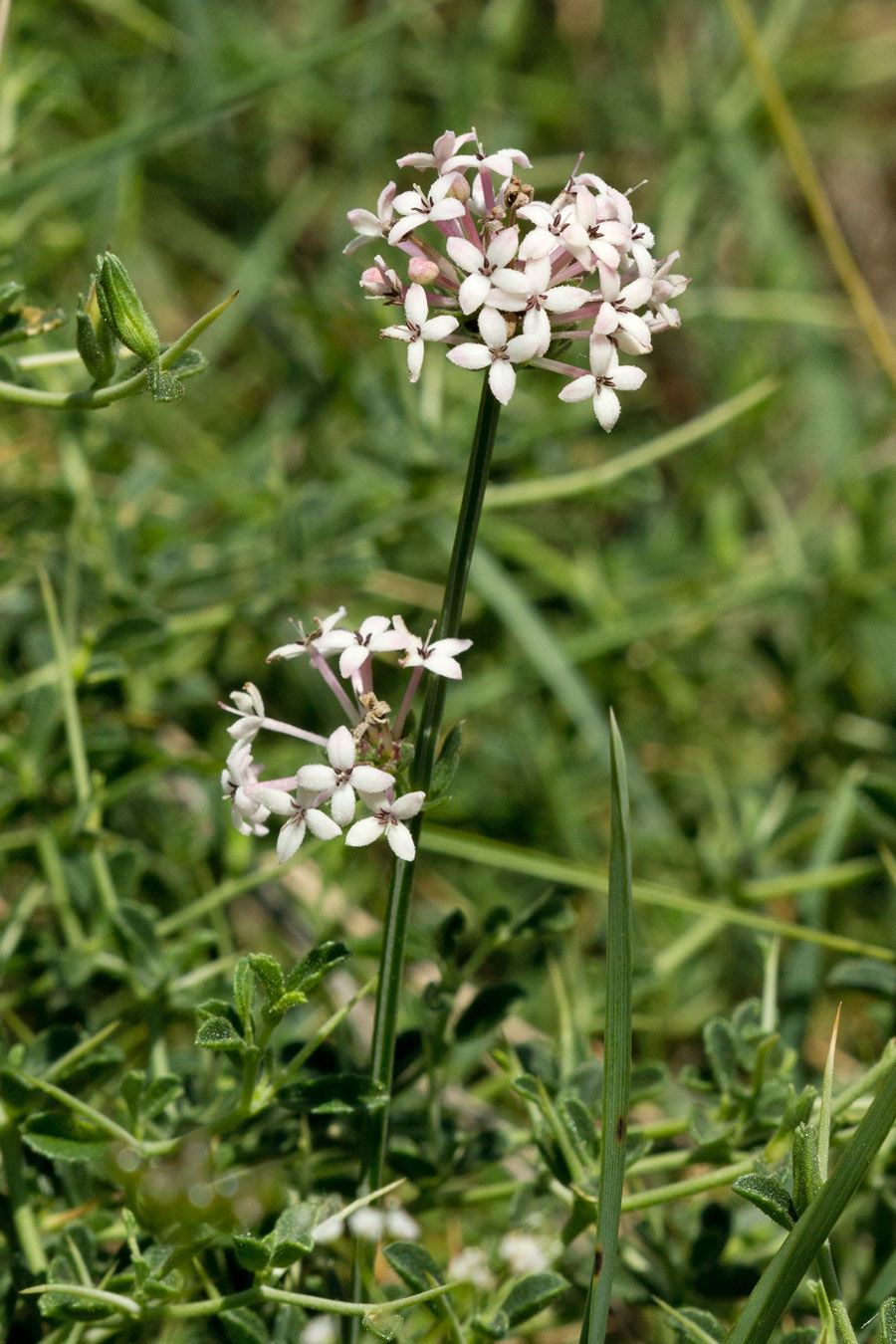 Image of Asperula pubescens specimen.