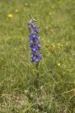 Delphinium schmalhausenii