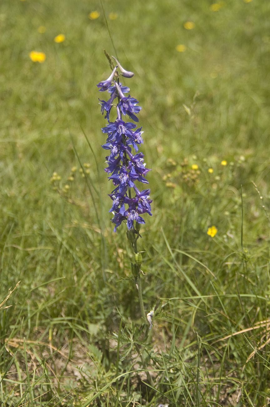 Изображение особи Delphinium schmalhausenii.