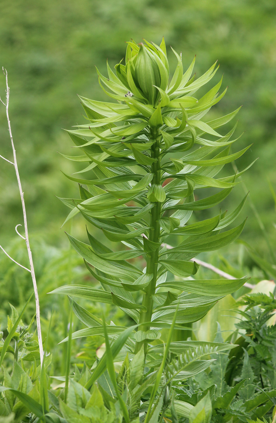 Image of Lilium kesselringianum specimen.